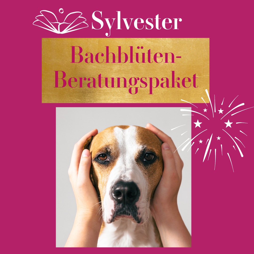 Hunde-Sylvester-Spezial